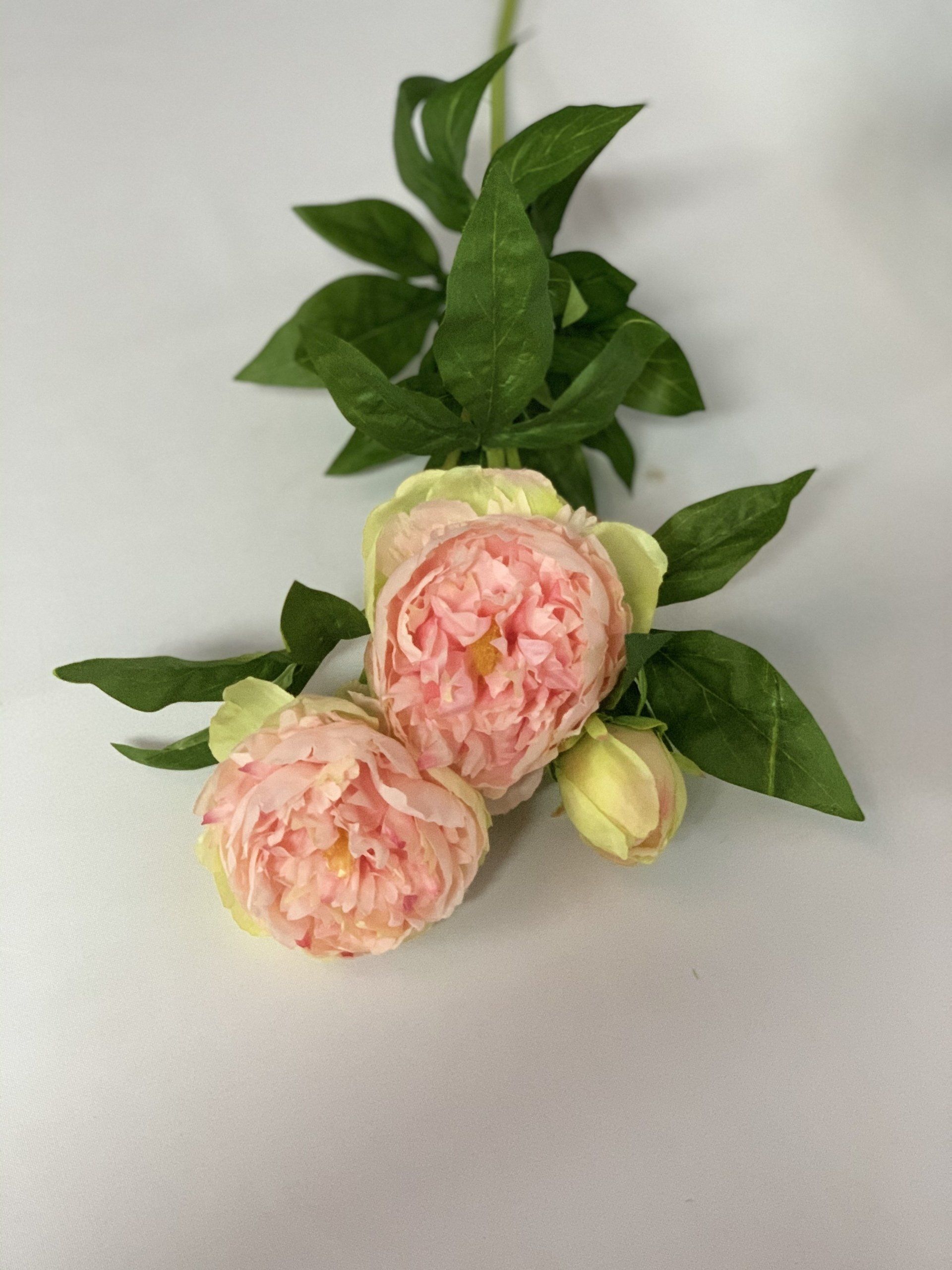 Peony L/Pink 14Cm