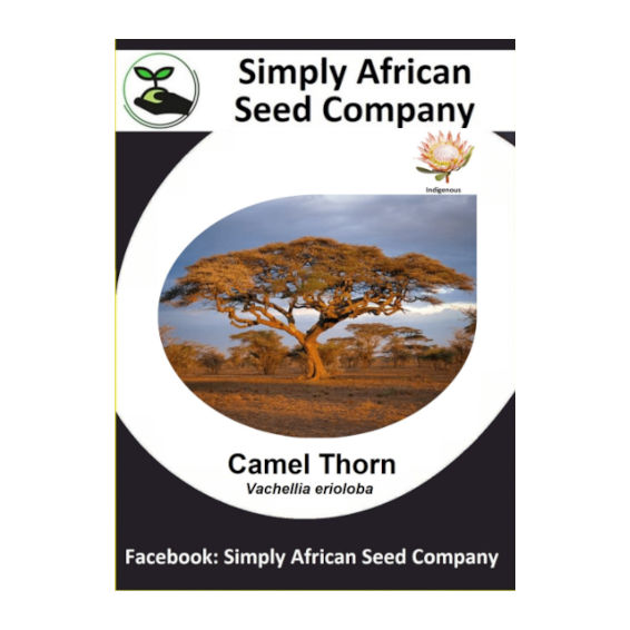 Camel Thorn (Vachellia Erioloba / Acacia Erioloba) 6's