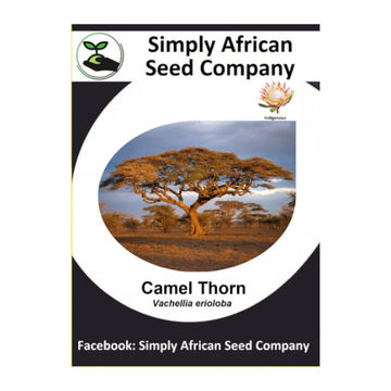 Camel Thorn (Vachellia Erioloba / Acacia Erioloba) 6's