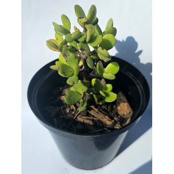 Spekboom(Portulacaria afra) Succulent plant in pots