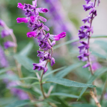 Salvia Leucantha 'Purple' 19cm