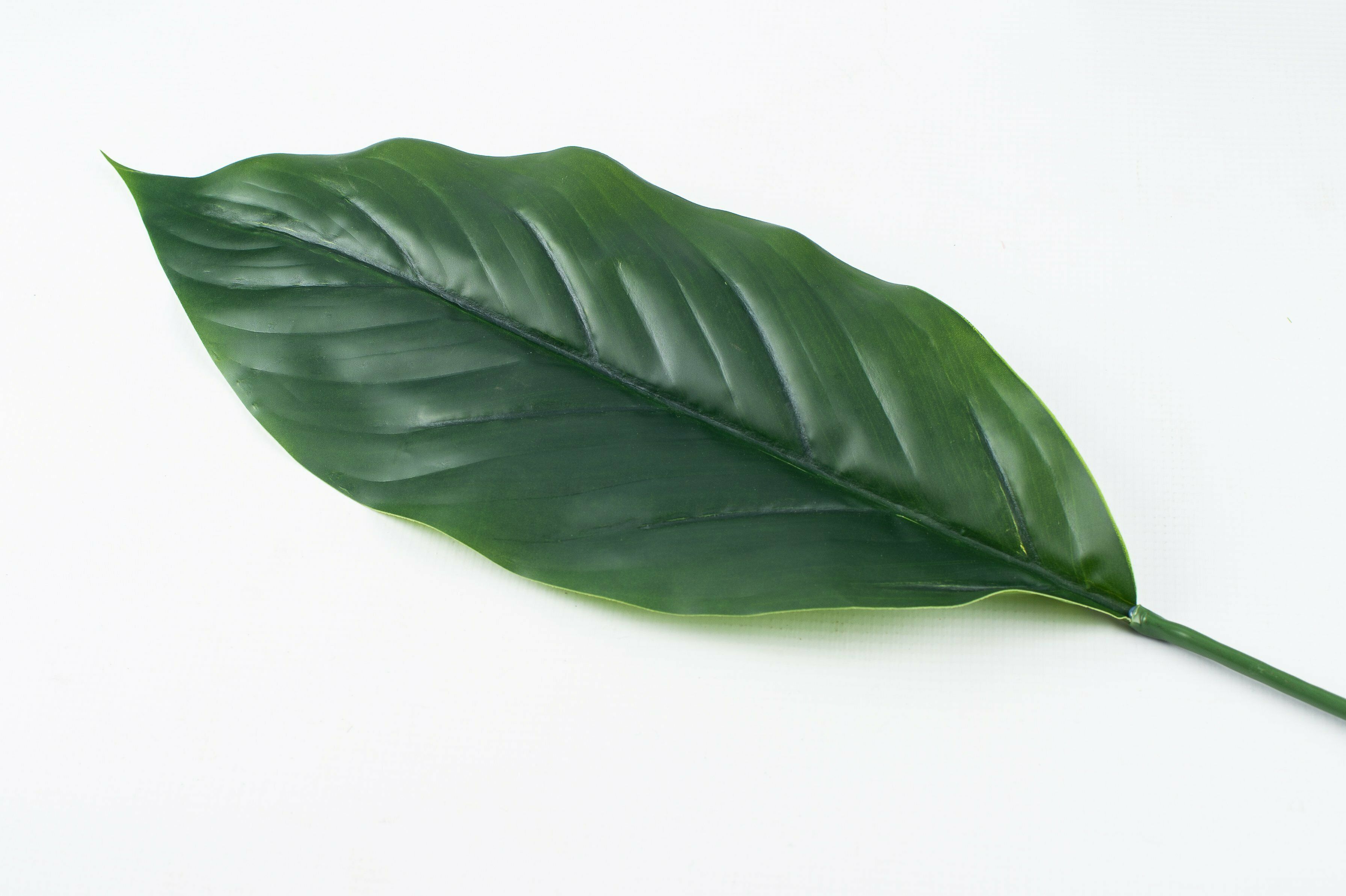 Banana Leaf 69.5Cm