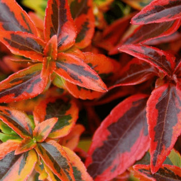 Abelia x grandiflora Kaleidoscope 19cm