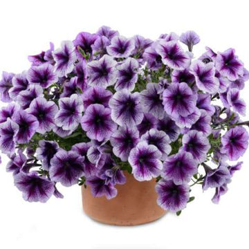 Petunia 'Malanseuns Vein Purple' 6 pack