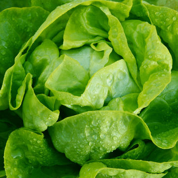 Lettuce Butter Mix 6 pack