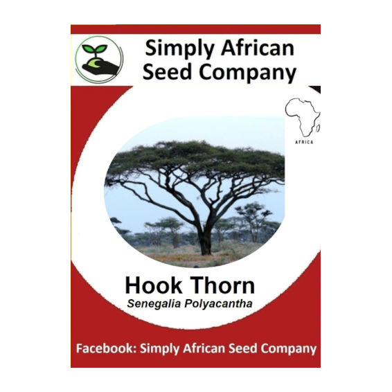 Hook Thorn Tree (Senegalia Polyacantha) 6's