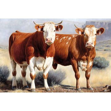 Canvas Wall Art - Two Bonsmara Cattle Standing - B1434 - [120 x 80 cm]