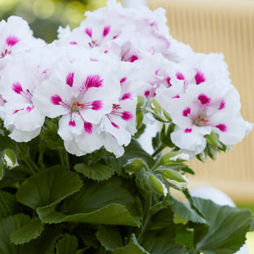Pelargonium grandiflorum Elegance 'Royalty White' 19cm