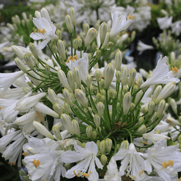 Agapanthus Snow Ripple 19cm
