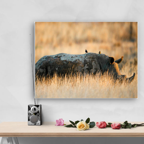 Simon Webb Wildlife A0 Canvas print - Rhino