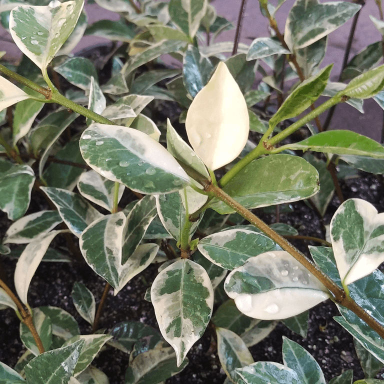 Variegated Star Jasmine 17cm