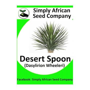 Palm Desert Spoon (Dasylirion Wheeleri) 12's