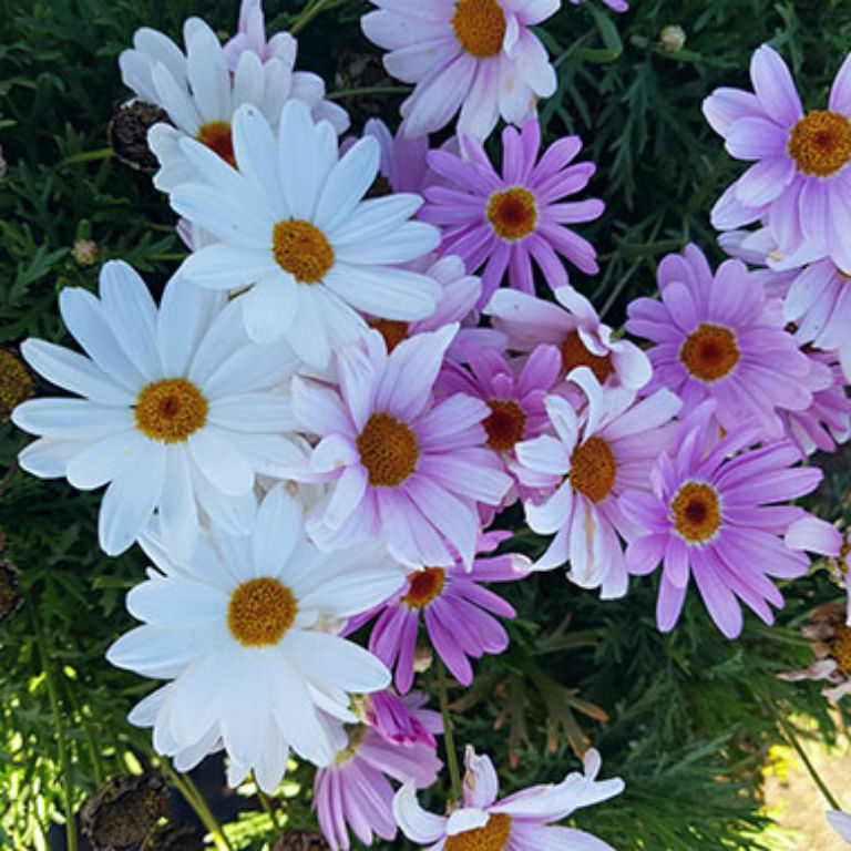 Argyranthemum Go Daisy Elsa Marshmallow 19cm