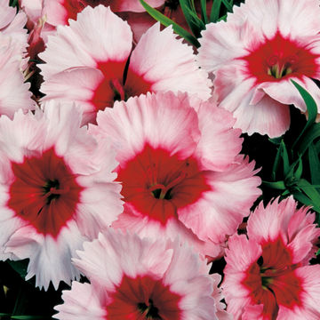 Dianthus Malanseuns Scarlet Picotee 6 pack
