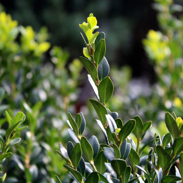 Buxus microphylla 'Faulkner Green Beauty' 17cm