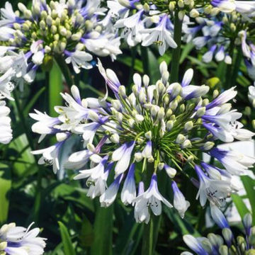 Agapanthus Twister 19cm