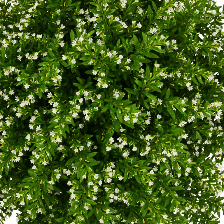 Cuphea mexicana White Wonder 15cm