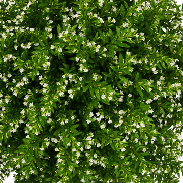 Cuphea mexicana White Wonder 15cm