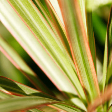 Phormium ‘Pink Stripe’ 19cm