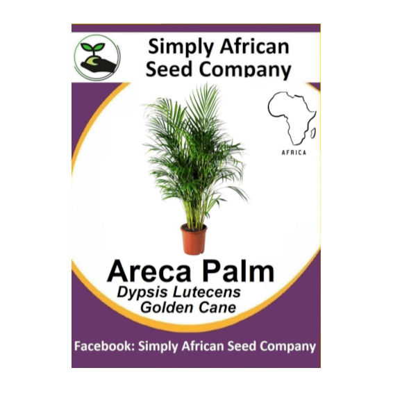 Areca Palm (Dypsis Lutescens) 6's
