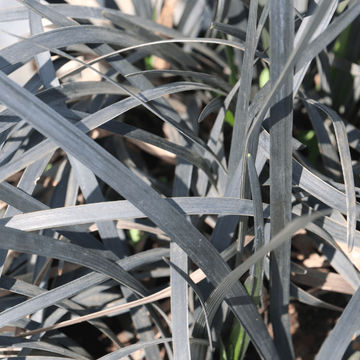 Ophiopogon planiscapus 'Nigrescens' 15cm