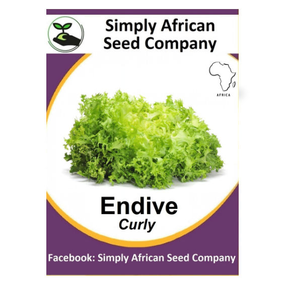Endive Curly (50's)