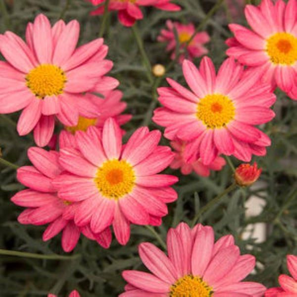 Argyranthemum Go Daisy Simply Coral 15cm