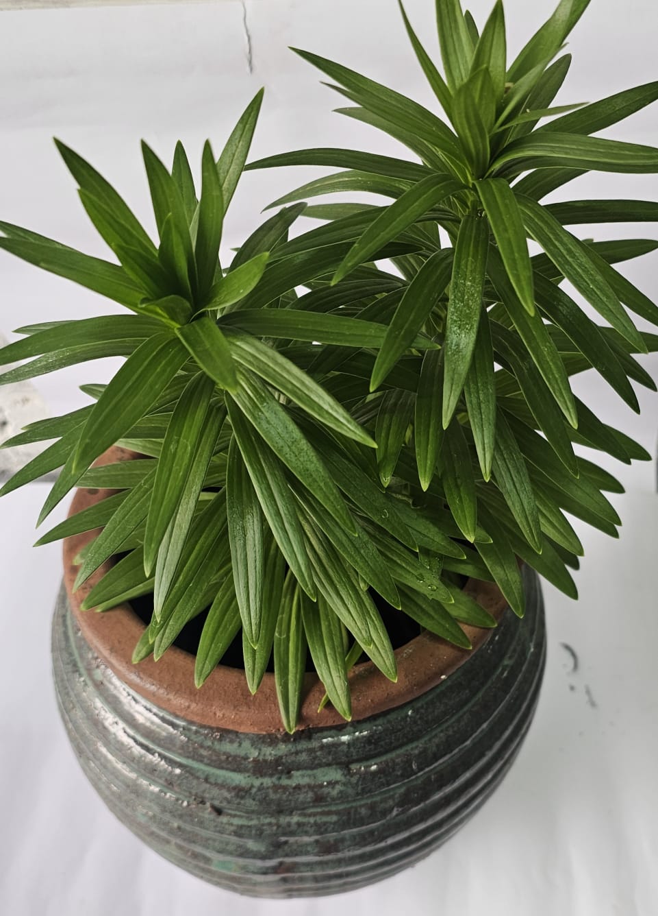 Lilium Lily in Ceramic Pot
