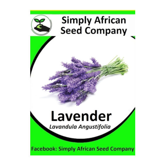 Lavender (Lavandula Angustifolia)100's