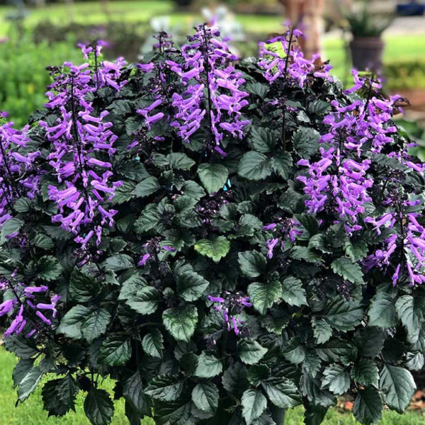 Plectranthus Magic Mona 17cm
