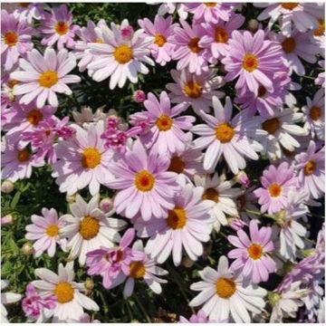 Argyranthemum Go Daisy Elsa Pink 15cm