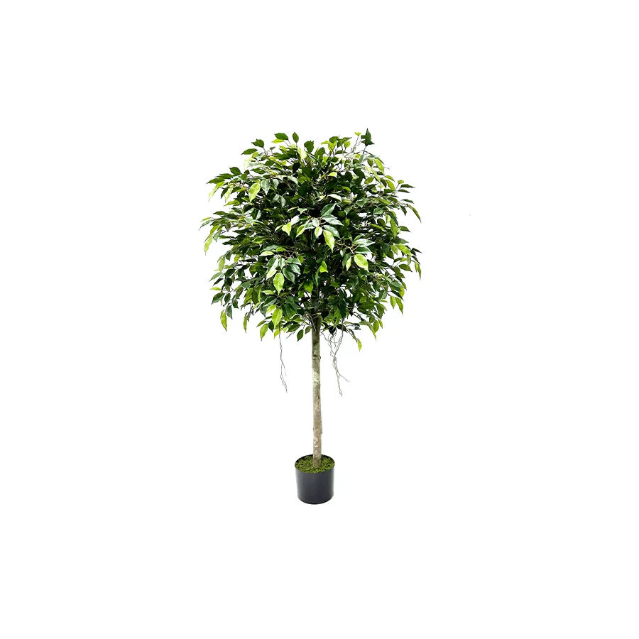 Ficus Mini Tree 150cm with Black Liner