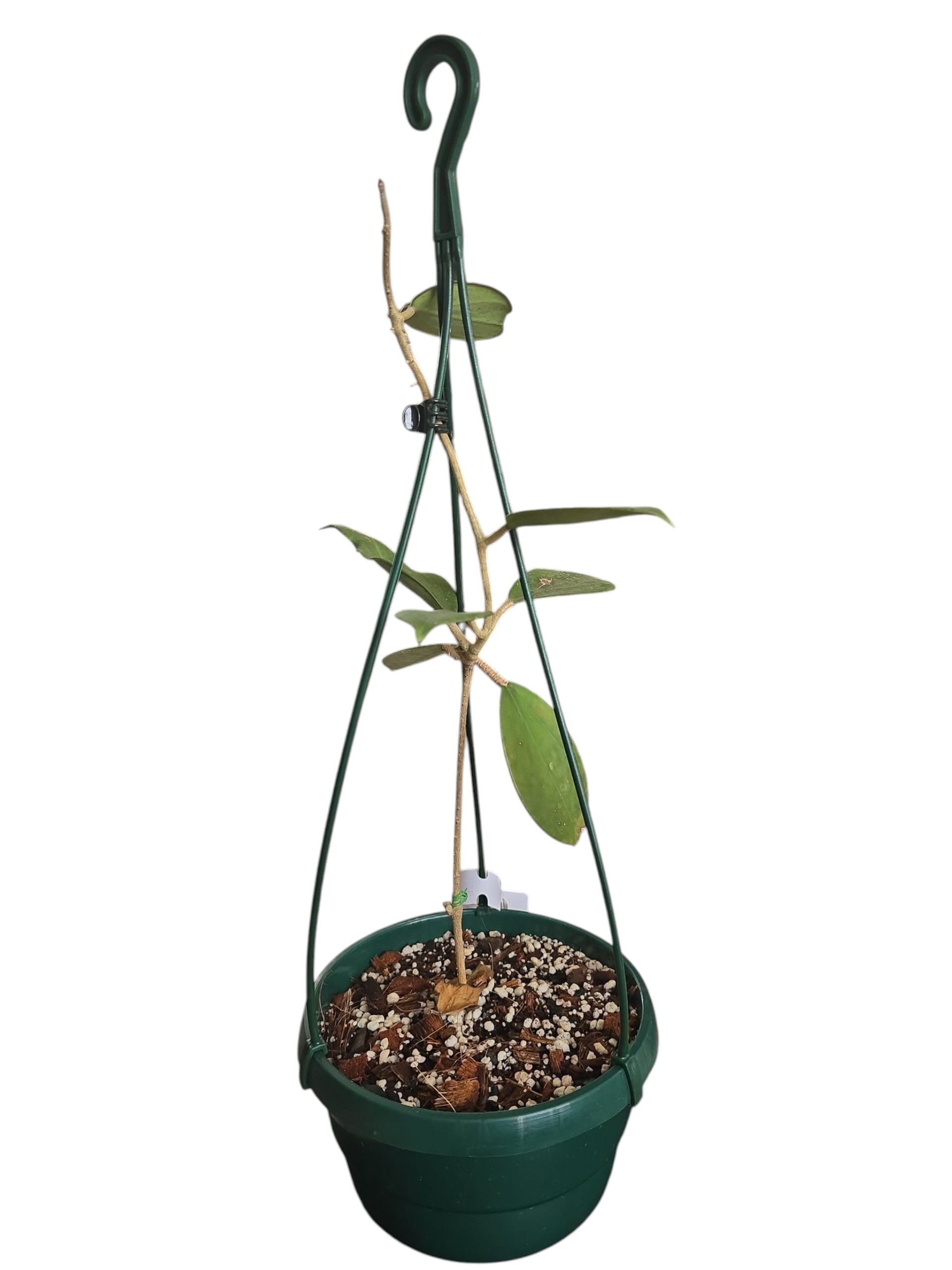 Hoya Subquintuplinervis