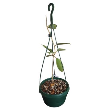 Hoya Subquintuplinervis