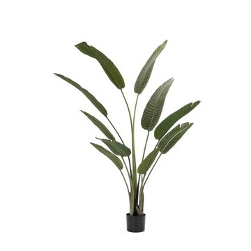 Vividitto - Barn Swallow Plant in Pot 160cm (H)
