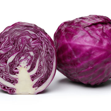 Cabbage Red 6 pack