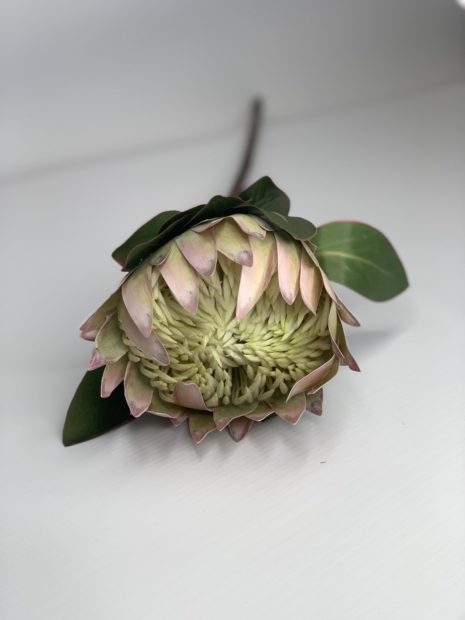 Protea White 74Cm