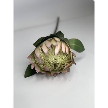 Protea White 74Cm