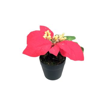 POINSETTIA IN POT 17CM