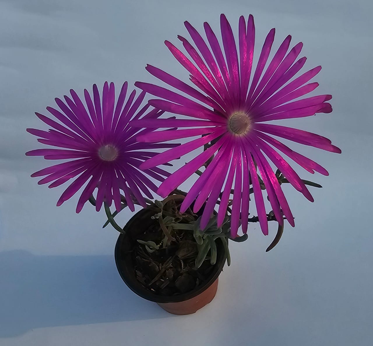 Trailing Pink Ice Succulent plant in pot