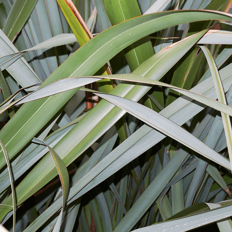 Phormium ‘Amazing Red’ 19cm