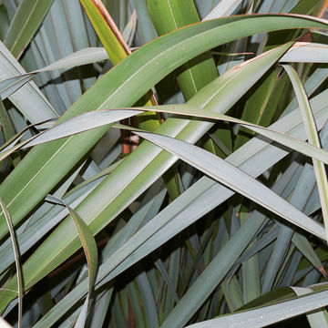 Phormium ‘Amazing Red’ 19cm
