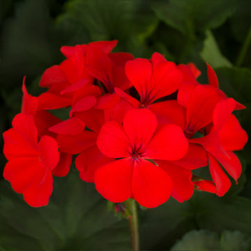 Pelargonium interspecific Dark Calliente Orange 15cm