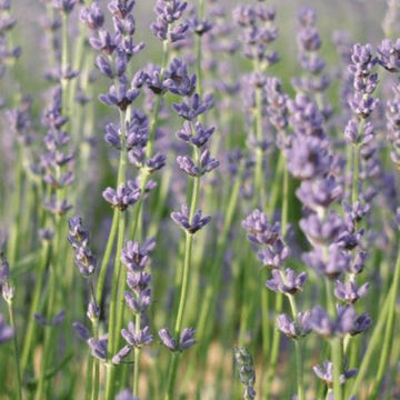 Lavandula x intermedia var. 'Magaret Roberts' 15cm