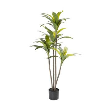 Vividitto - Sparrow Plant In Pot 120cm (H)