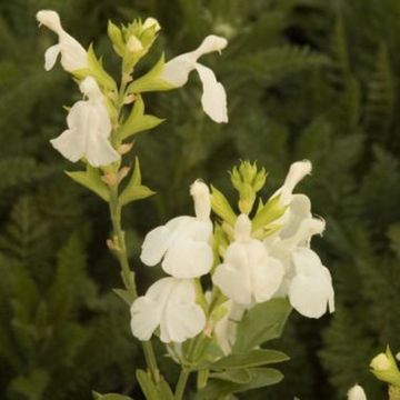 Salvia Puebla greggii White 17cm