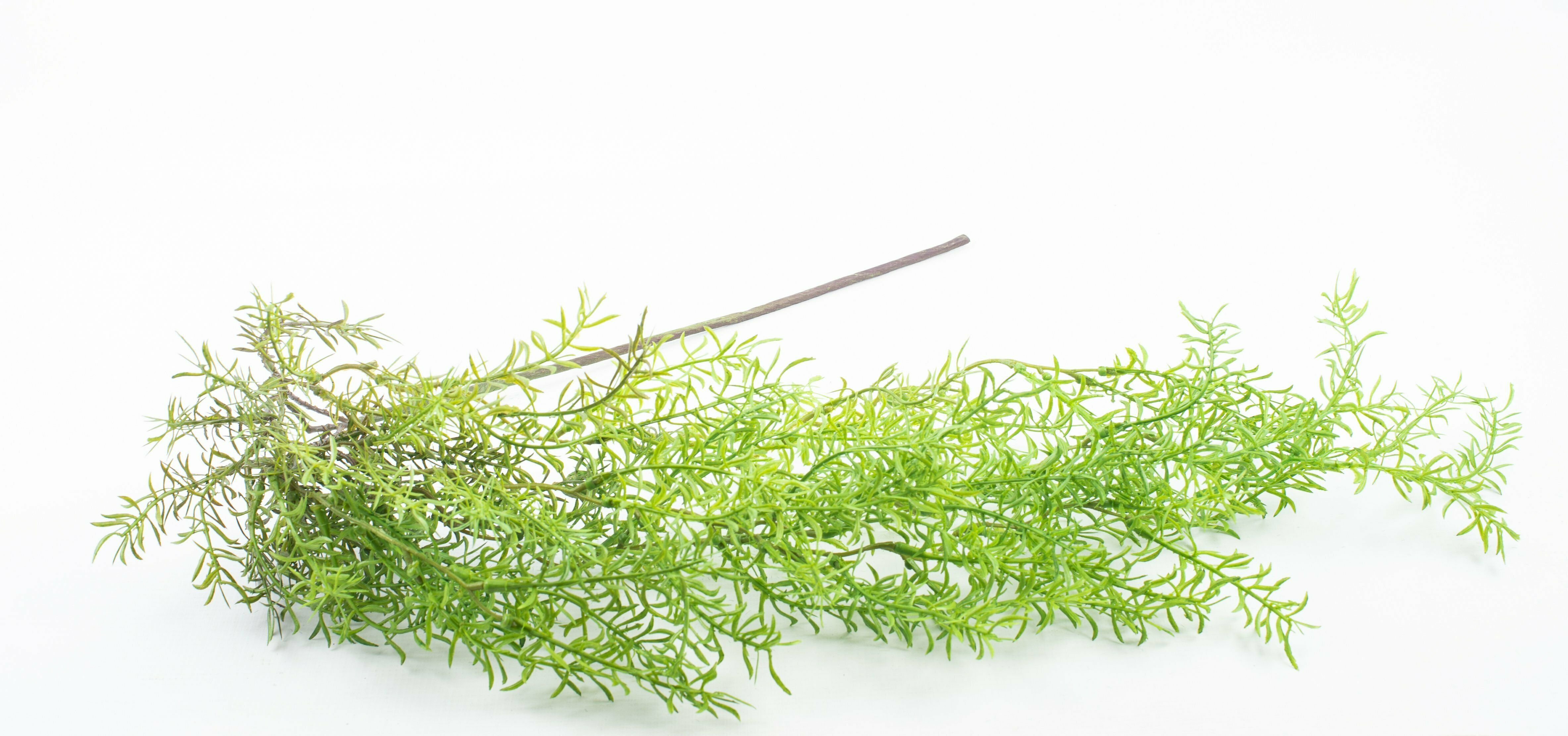 Green Tree Branch/Stem 1.02M