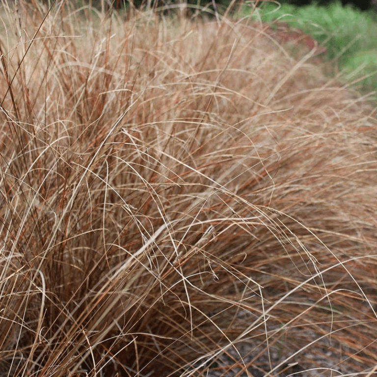 Carex buchananii ‘Red Rooster’ 17cm