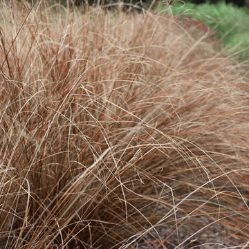 Carex buchananii ‘Red Rooster’ 17cm