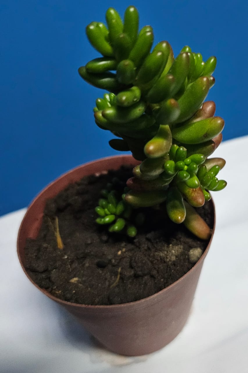 Sedum Rubrotinctum succulent plants in pot